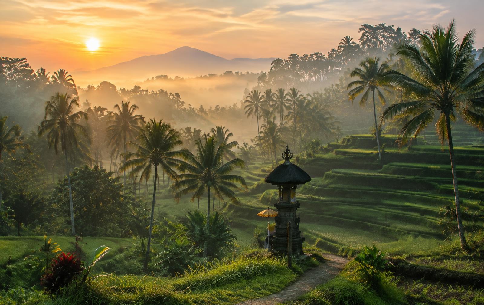 Rice terraces near Ubud